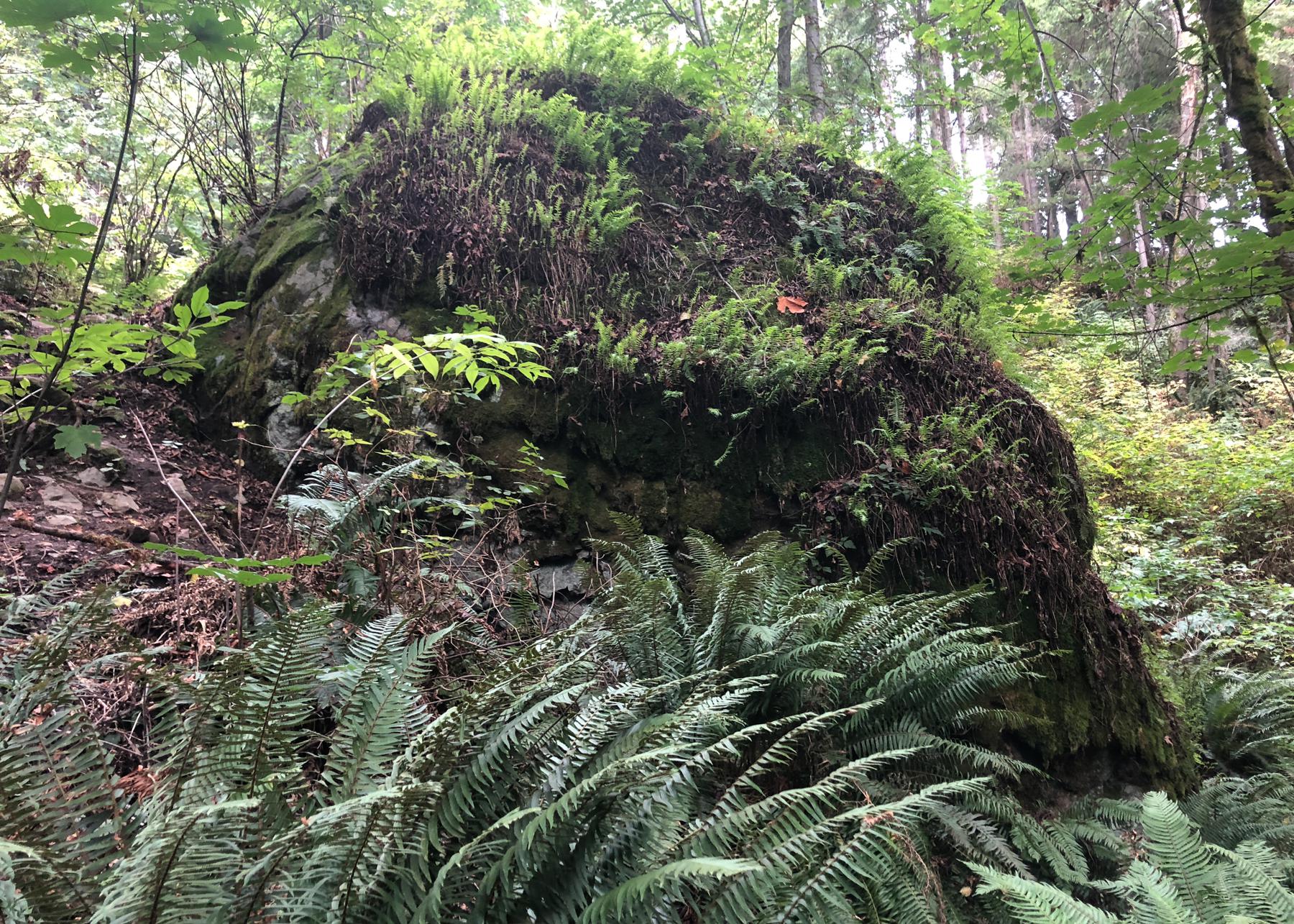 Large mossy rock