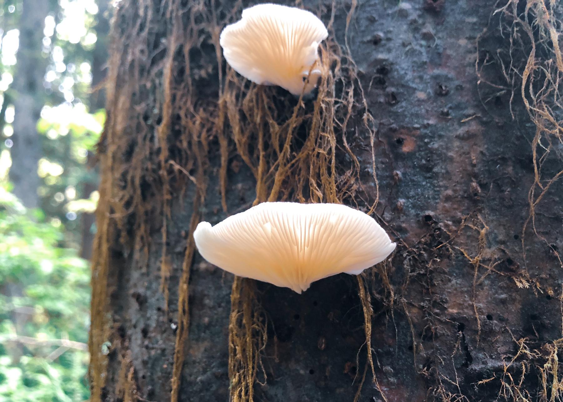 clamshell-looking fungi on a tree trunk