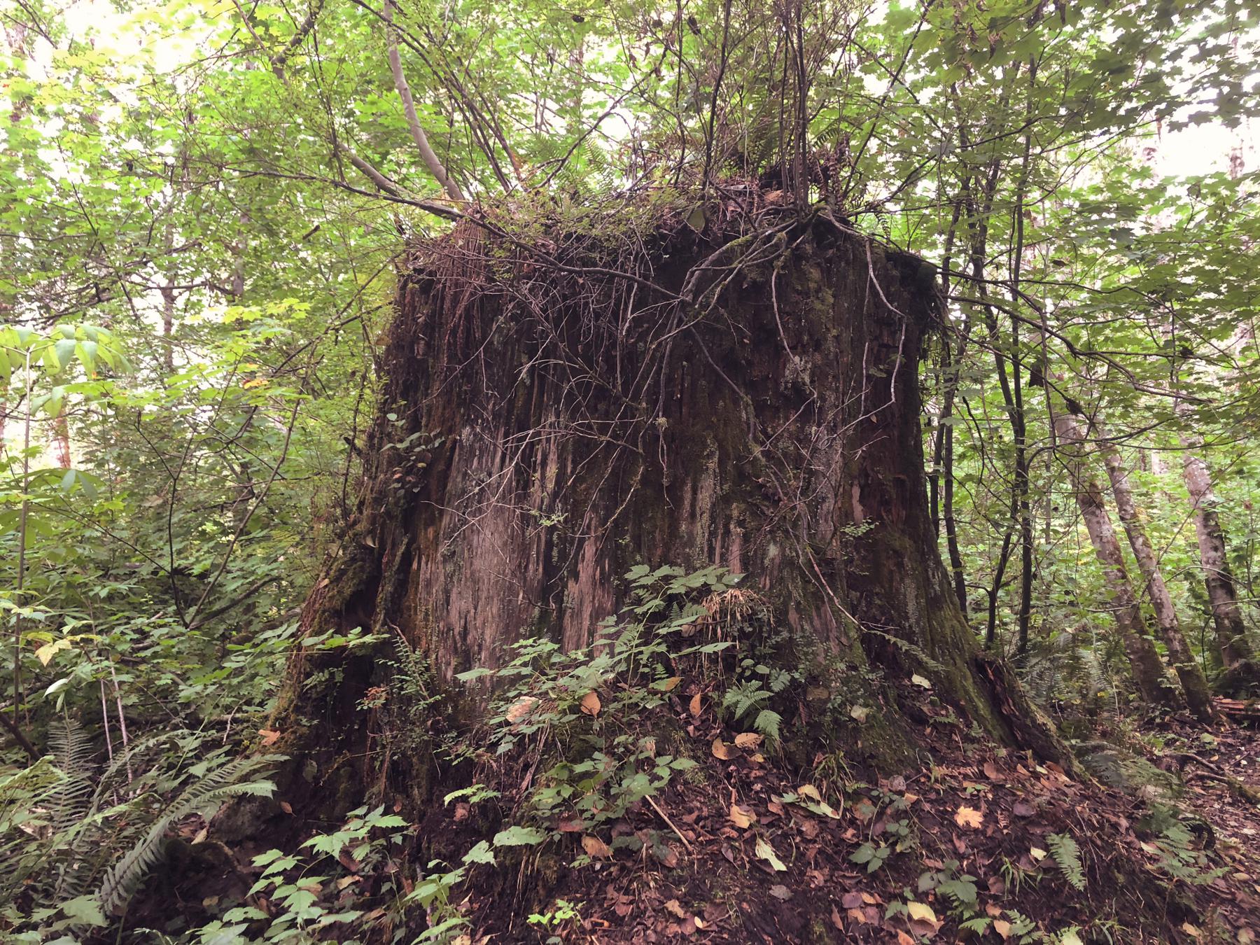 Old stump with stump sprouts