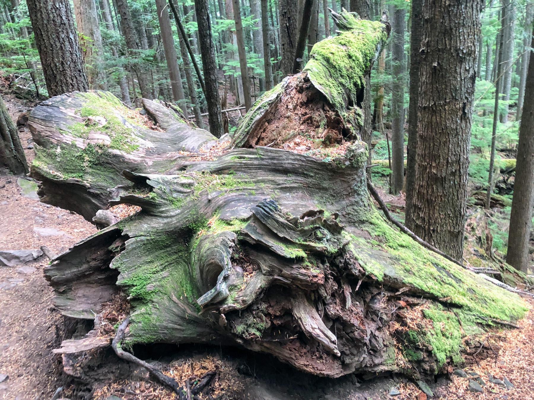 Check out this gnarled tree stump