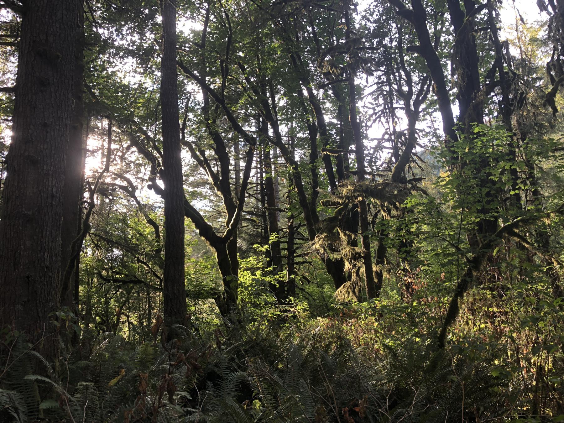 Afternoon sun through trees and undergrowth