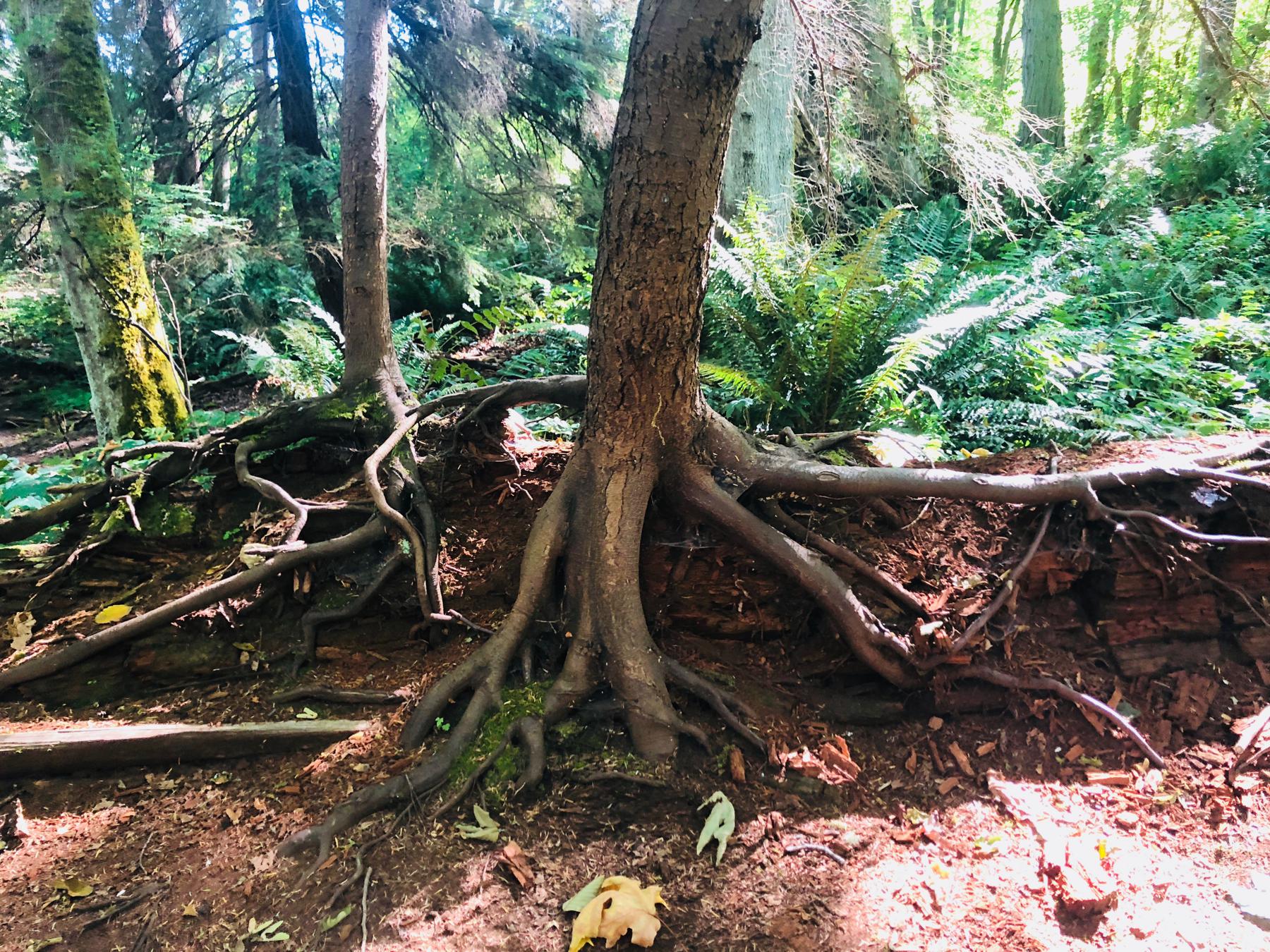 trees growing from a decaying collapsed tree trunk
