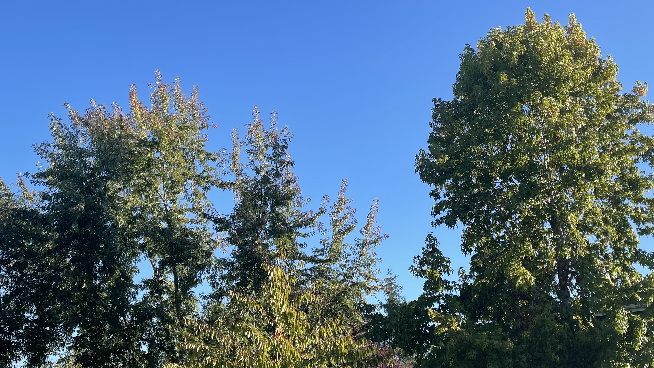 trees against a blue sky