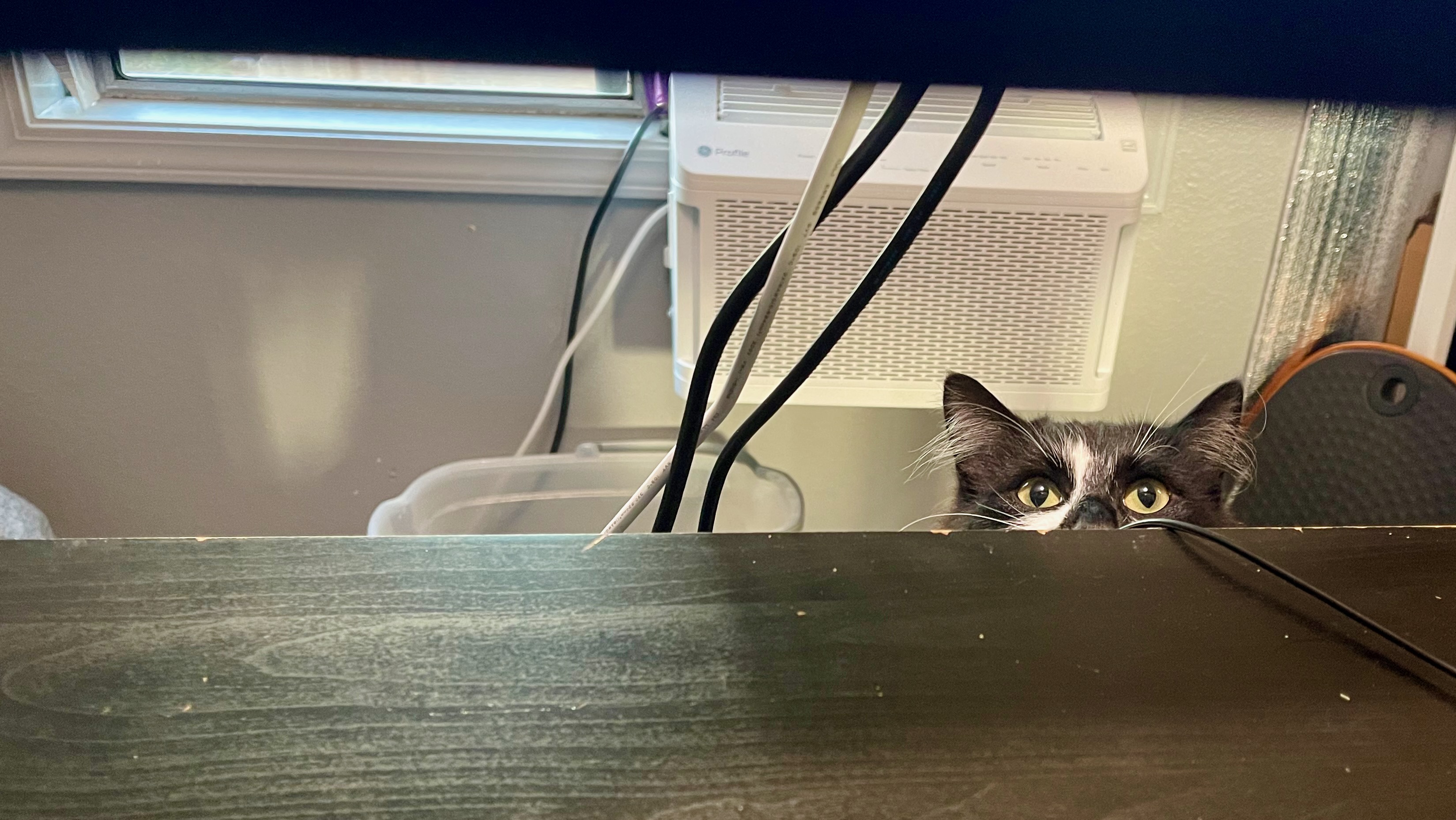 cat peeking at you with just the top of his head visible behind your desk