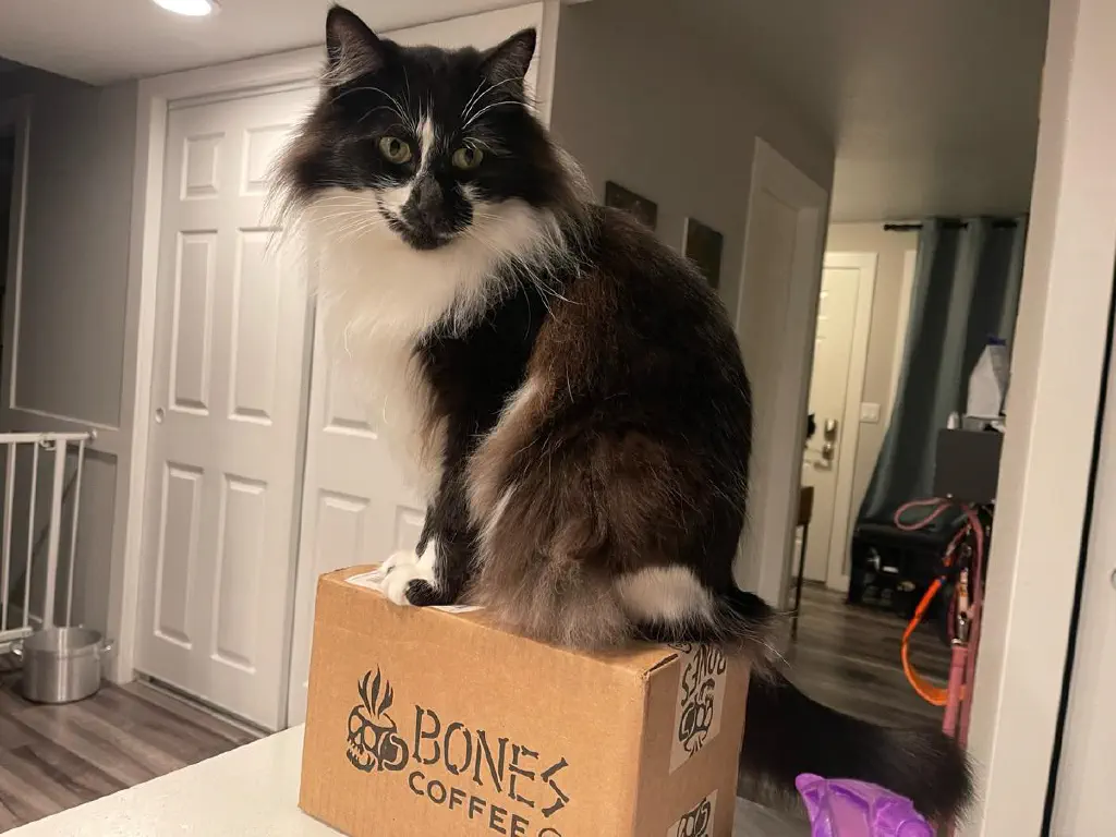 Black and white cat sitting in on delivery box from Bones Coffee