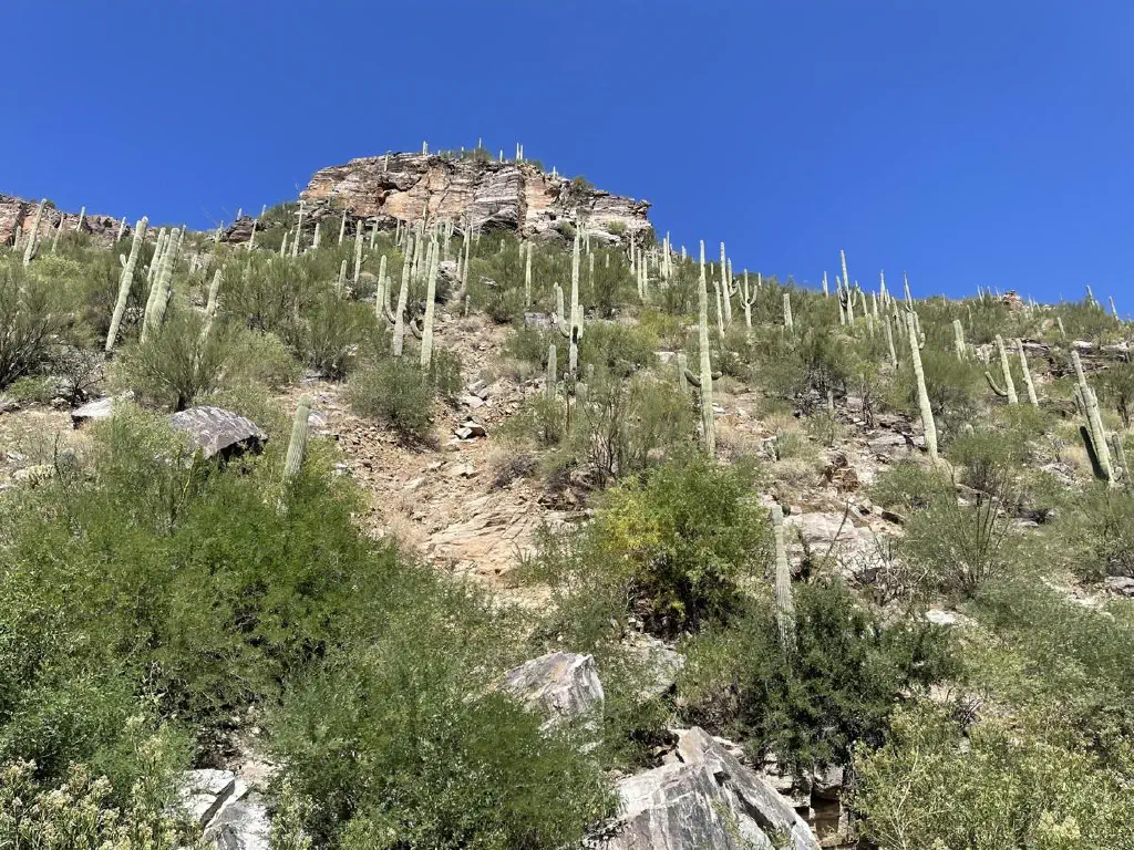 Cacti and green desert shrubs on a desert mountain slope, with cliff edges visible at the peak