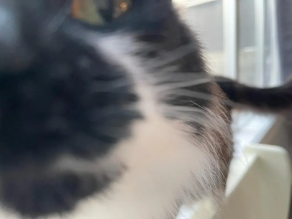 Extreme closeup of cat sniffing camera