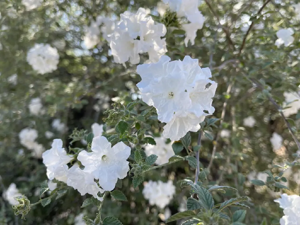 White blooms on a little leaf cordia