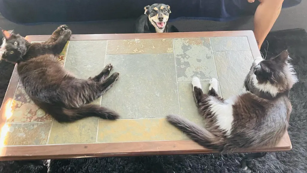 2 kittens on a coffee table while a small chihuahua terrier mix dog looks very happy facing the coffee table
