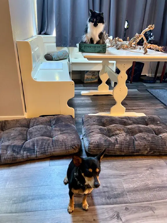 A chihuahua mix dog sits oblivious on the floor while a cat stares at him with uncertainty from above in a box on a table