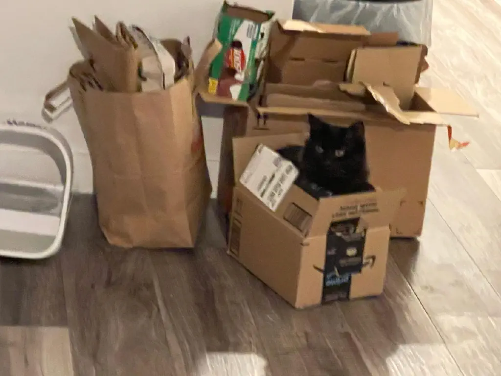 A cat in a small box