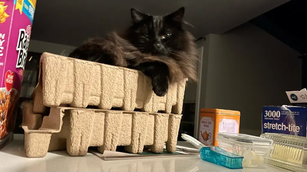 A black cat rests comfortably in egg-crate packing material that was placed on the counter. 