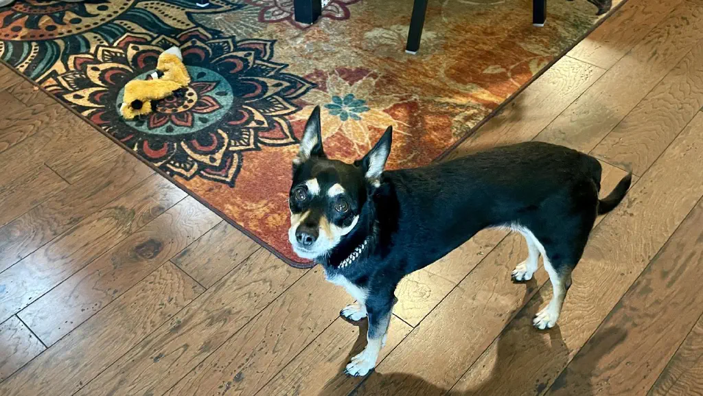 Black chihuahua mix dog looks up at you nervously. 