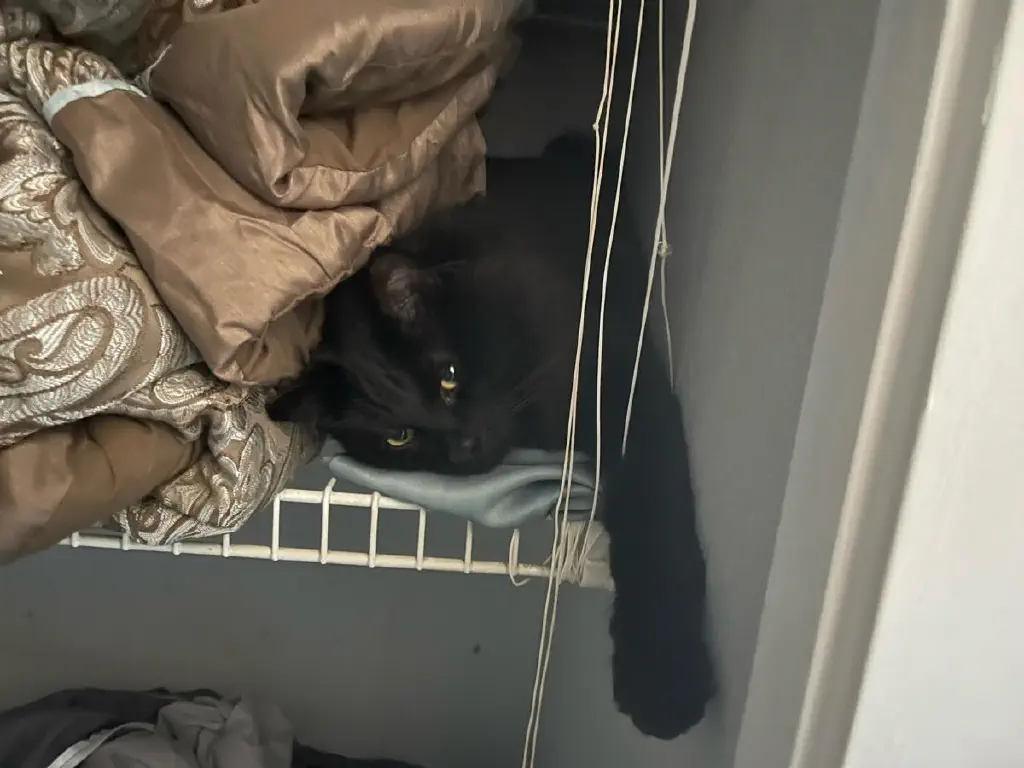 Cat resting in closet shelf between wall and a folded comforter