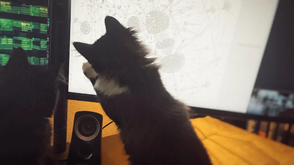Two fluffy kittens facing away from the camera, their attention on a computer screen. A black and white kitten has pounced at something on screen, while a black kitten observes from the side.