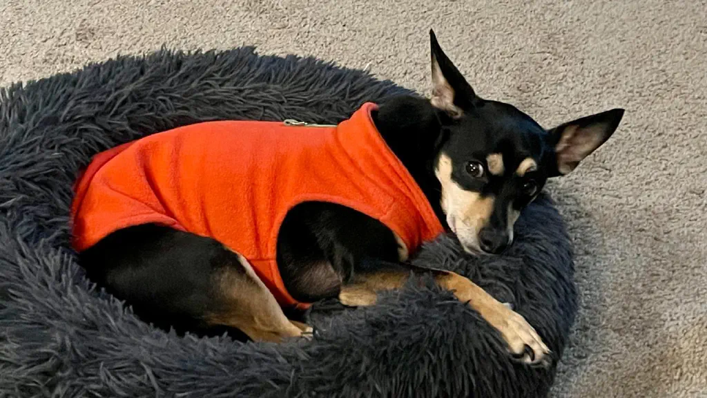 A small black and tan chihuaua mix dog with an orange sweater rests in her dog bed, glancing uncertainly off-camera