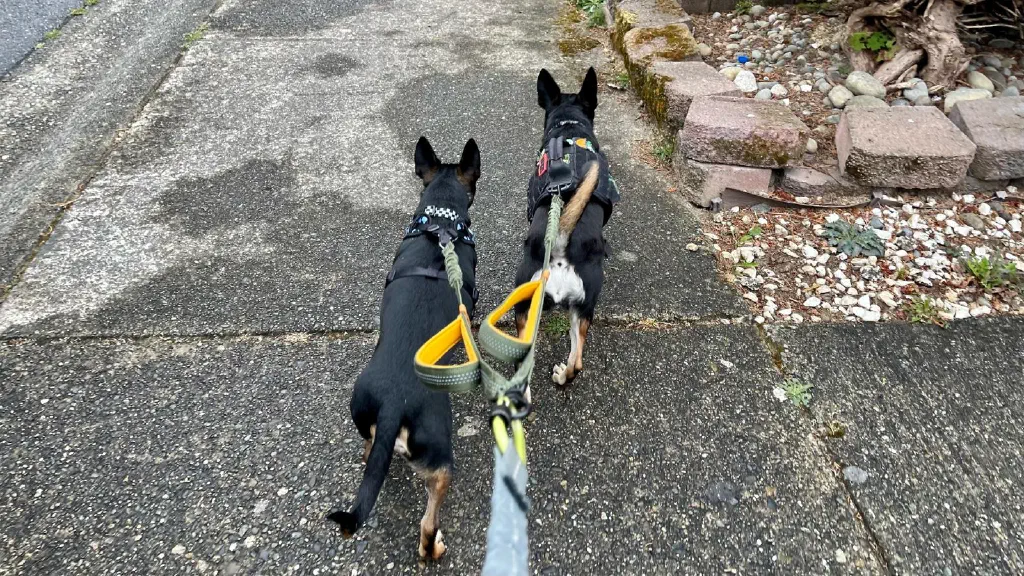 Two black chihuahua mix dogs walking at the end of a split leash. 