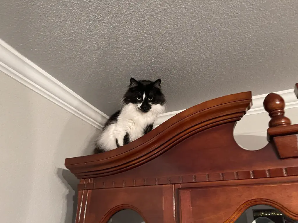 Black and white cat on a china cabinet