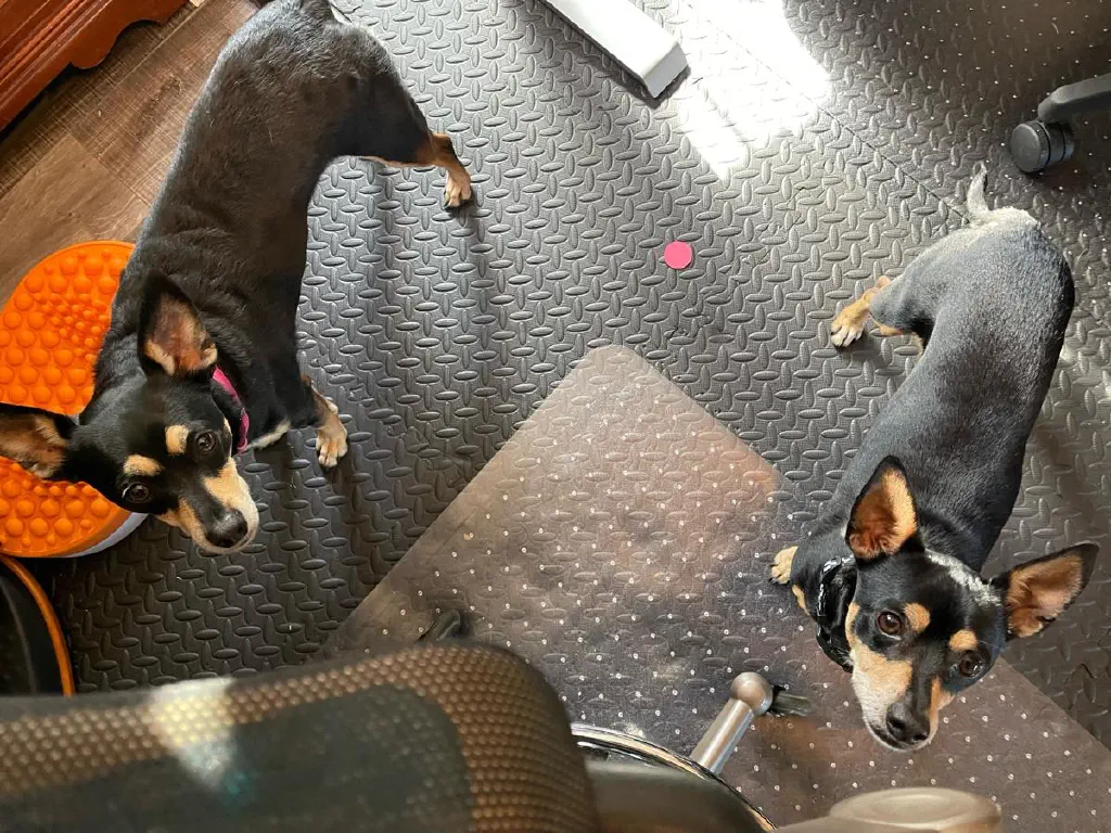 Two very attentive chihuahua mix dogs look attentively at you from the floor