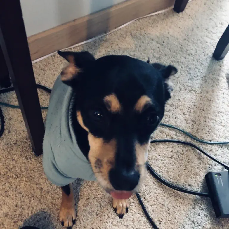 Black chihuahua mix dog looking forlorn