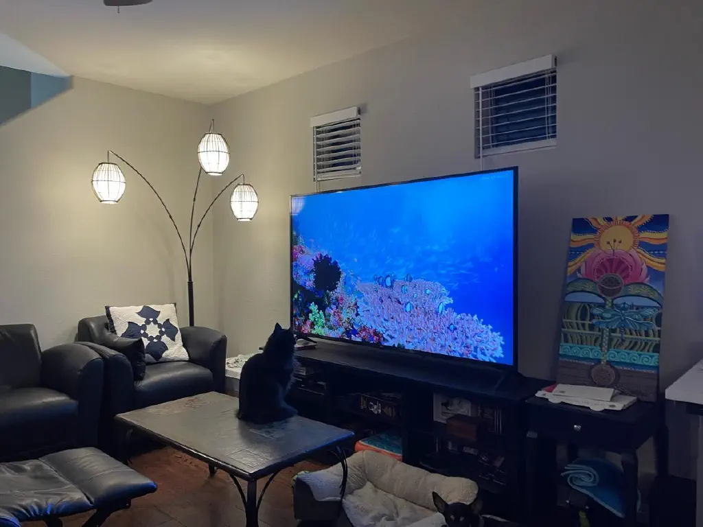 Black cat still watching underwater scenes on the big screen TV