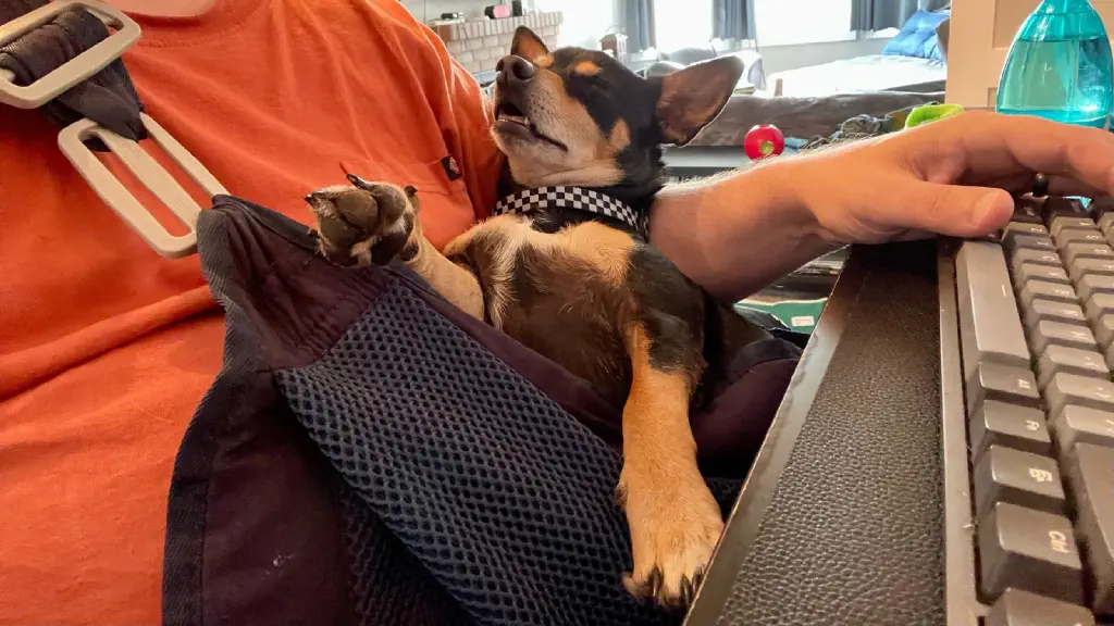 Black chihuahua mix dog in a baby sling, sleeping with paws akimbo and jaw slack