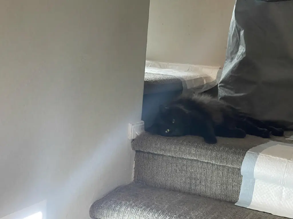 A black cat lounges comfortably in a stairwell.