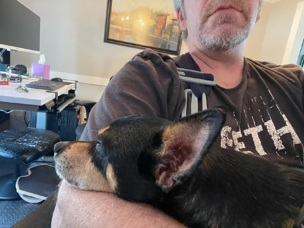 A black chihuahua mix dog sleeps on my arm