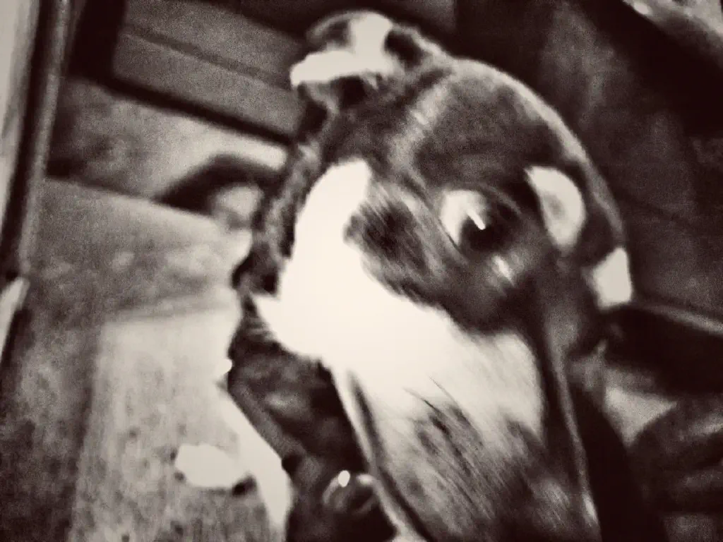 black and white close up of dog