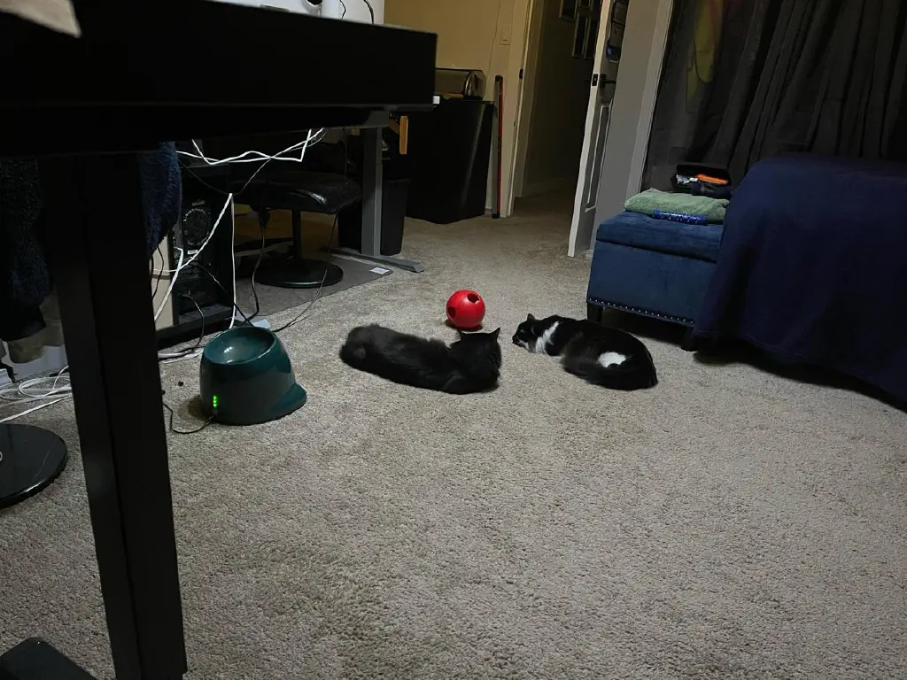 Two cats laying near a large plastic ball. One cat sleeps while the other seems to be observing the ball.
