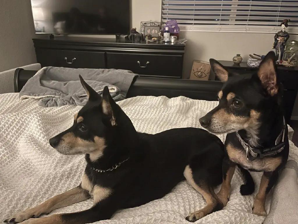 Two nearly identical black chihuahua mix dogs on a bed, staring intently in the same direction off-camera. 