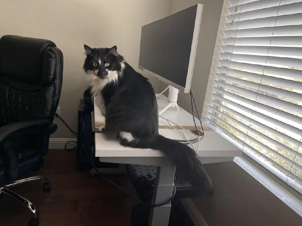 A black and white cat stares at you in very mild concern from his perch on a nearby computer desk.