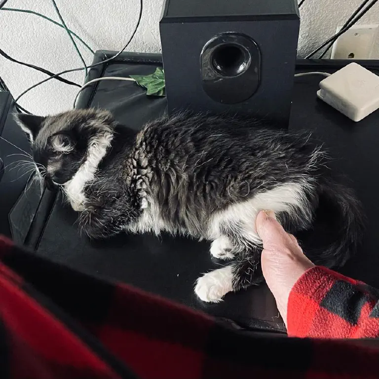 Kitten sleeping at my feet