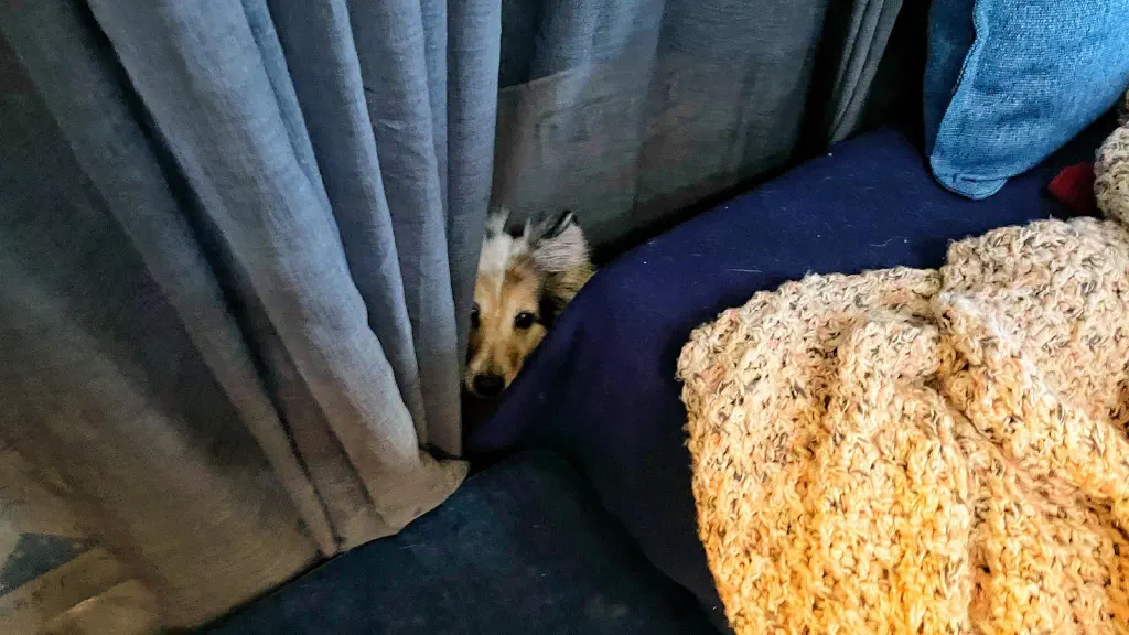 A dog’s face is just visible peeking up at you from between a couch-like furnishing and the curtains of a storage closet