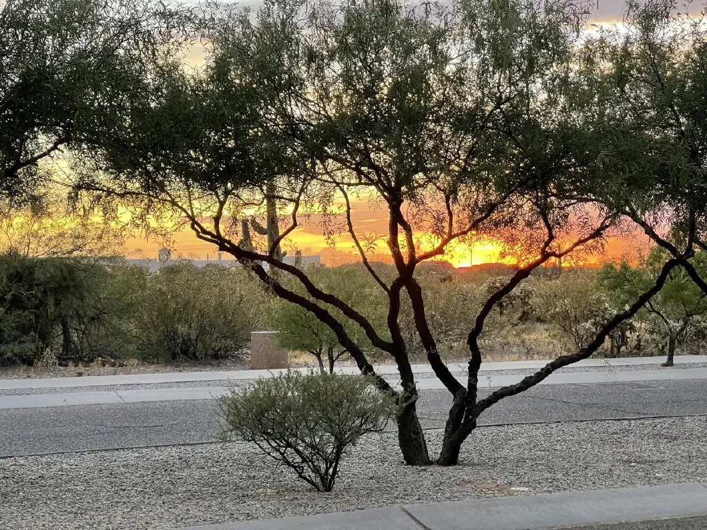 A lovely branching desert shrub that could be generously referred to as a tree