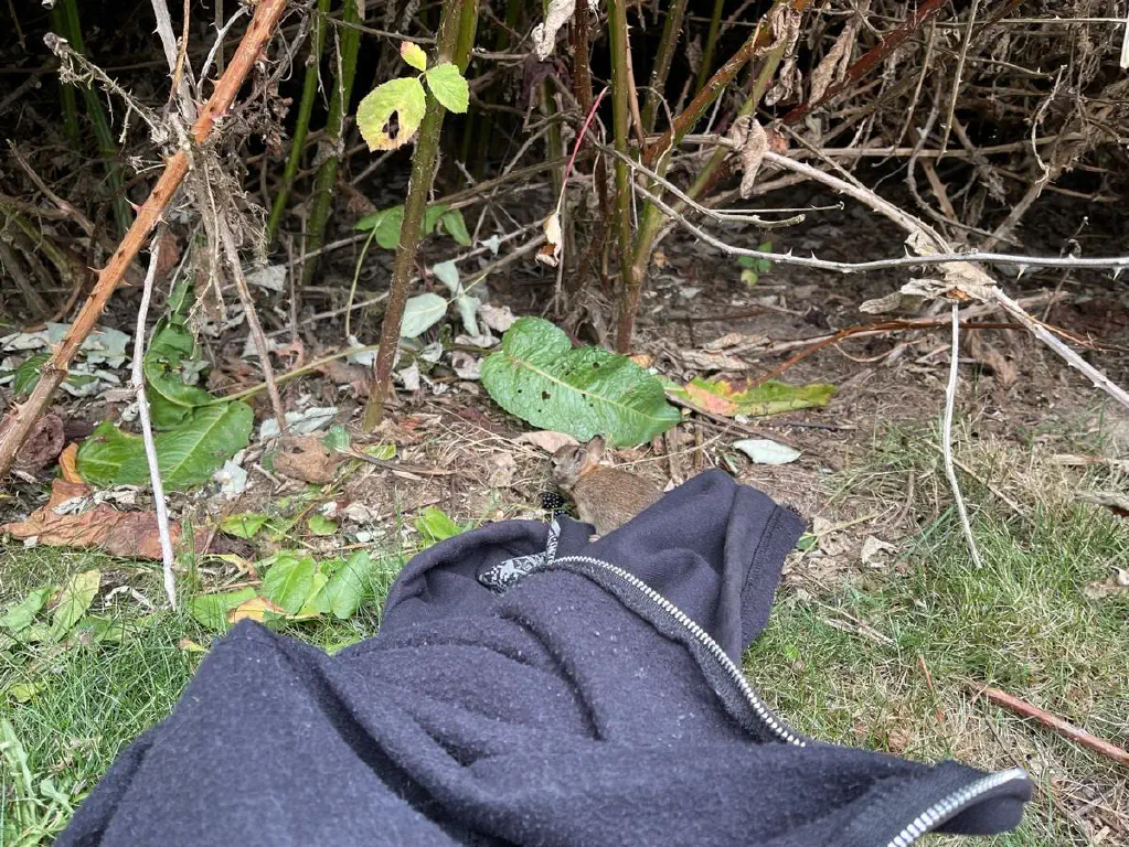 Tiny baby bunny sniffing around on a hoodie placed near blackberries
