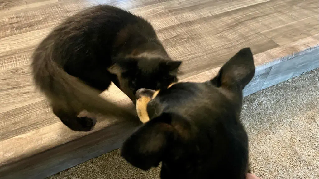 Black kitten in mid-head-bump against hesitant chihuahua terrier mix dog