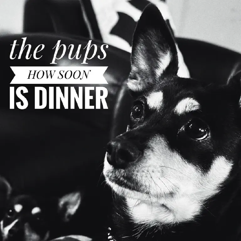 Looks like an 80s or 90s alt band album cover. High contrast black and white photo of well-fed black chihuahua mix dogs looking hungry, stylized text reads “the pups” and “HOW SOON IS DINNER”