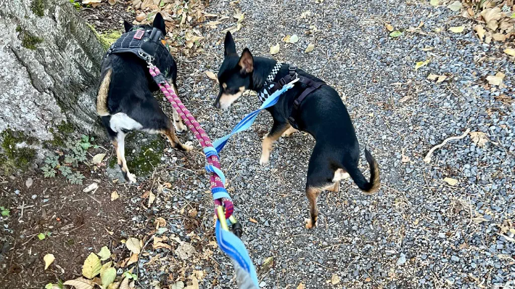 Two chihuahua mix dogs on leashes so tangled that it is effectively one leash.
