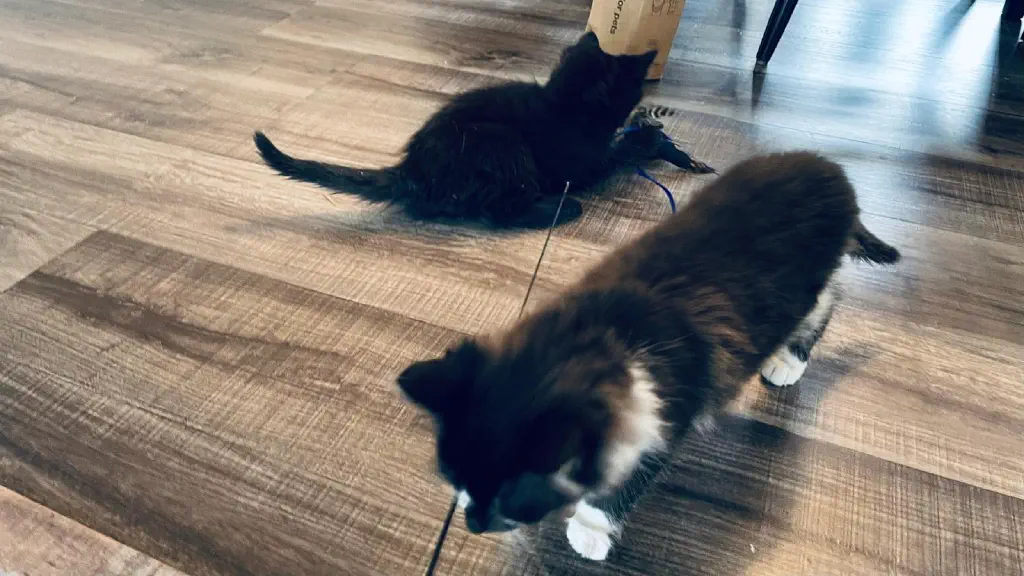 Kittens playing with a feather on a stick, with one coming towards the hand holding it