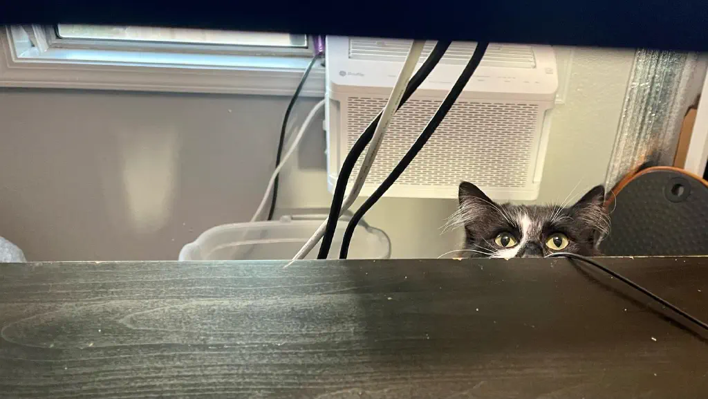 A cat peeks at the camera from behind the desk