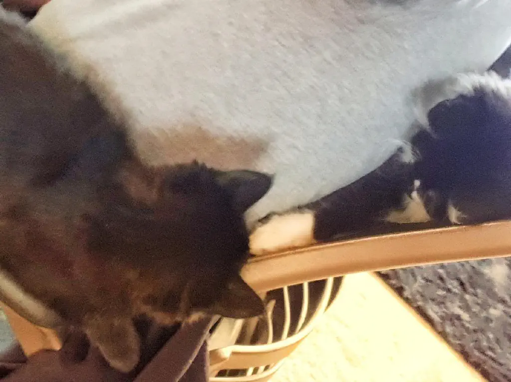 Kittens at play in the office chair while I’m sitting in it.