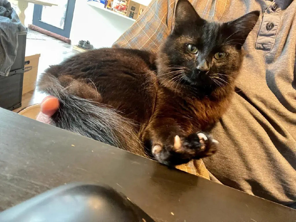 Happy black kitty with paw claw outstretched for kneading on the desk