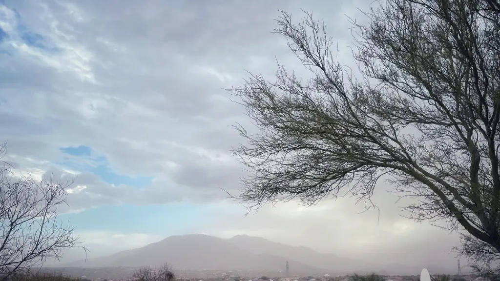 Desert tree standing starkly against backdrop of mountains almost completely obscured by haze