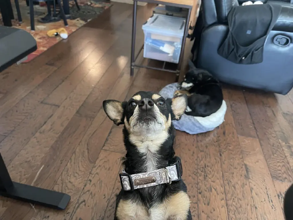 A black chihuahua mix dog looks at you impatiently, balancing himself on your legs which are out of frame