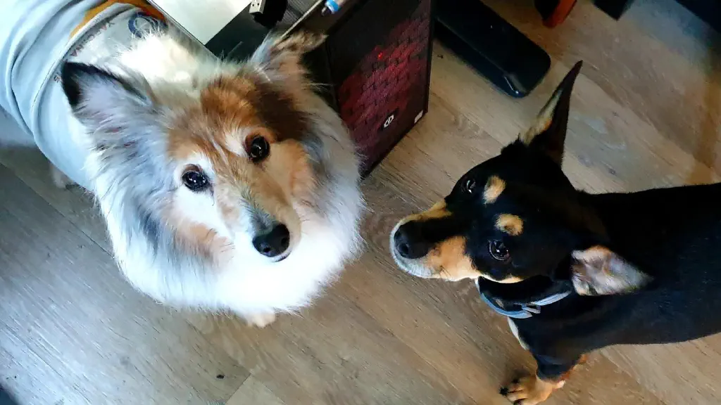 Looking down at two small dogs, who are looking up anxiously at the camera