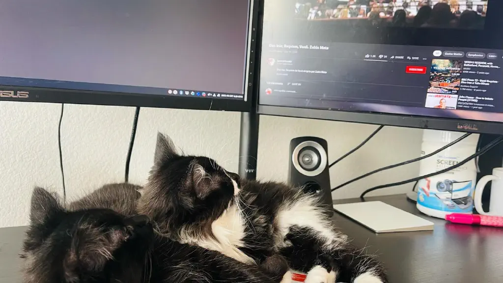 Kittens watching YouTube video of a symphony performing Dies Irae