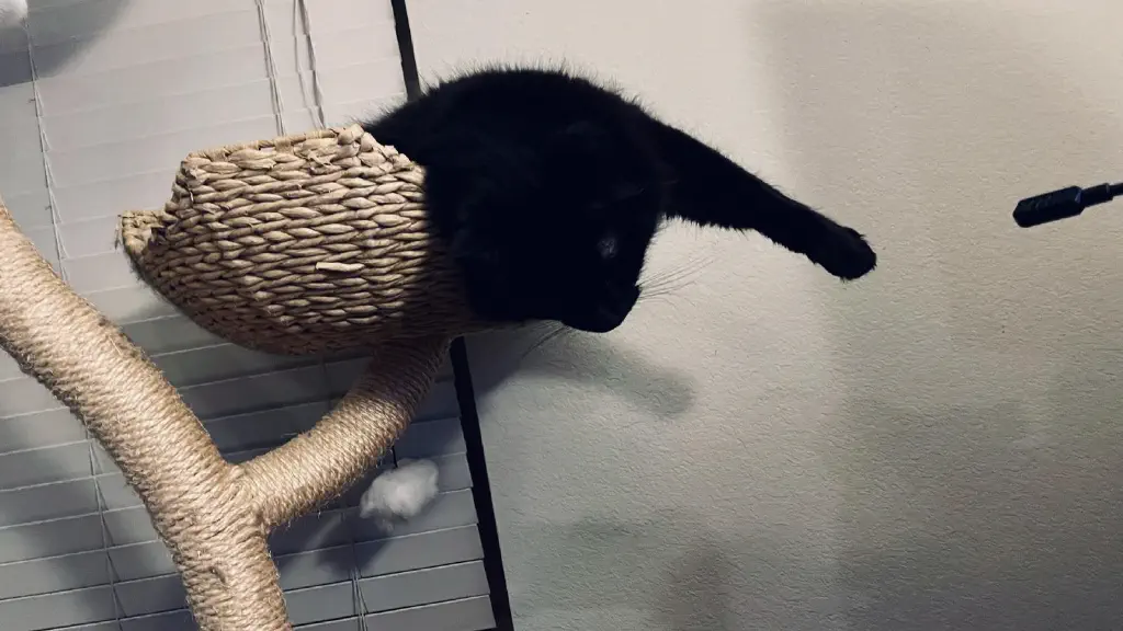 Black cat sprawling in a cat tree, with head flipped down and paw lazily stretched out