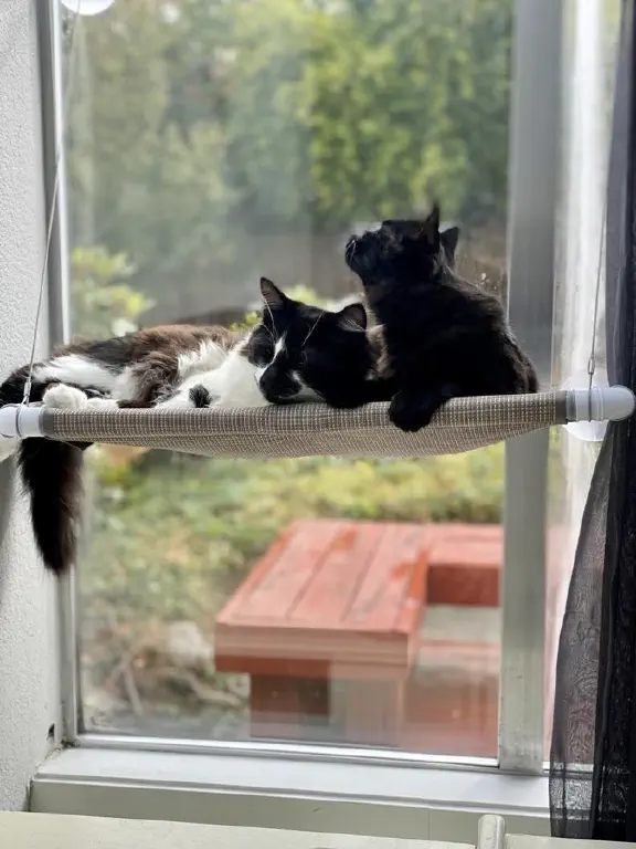 Cats lounging on a cat bed shelf mounted on the window