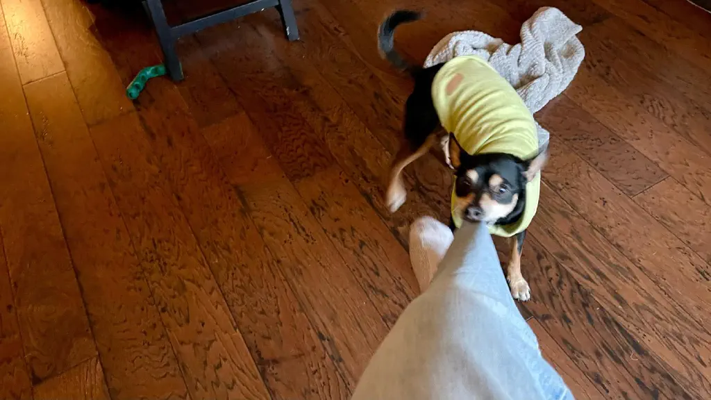 black chihuahua mix dog in a sweater tugs at the pants cuff of a seated human’s leg 